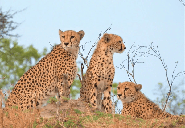 Гепарды прекрасны