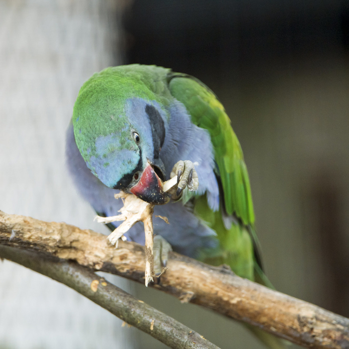      ,    ,       (  ,     -  ,    )