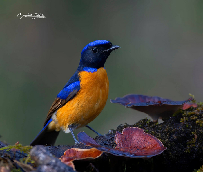 . Niltava sundara,    ,      