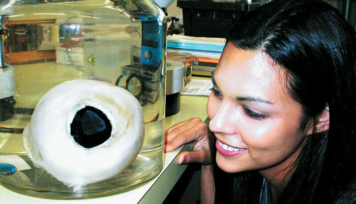 Глаз гигантского кальмара