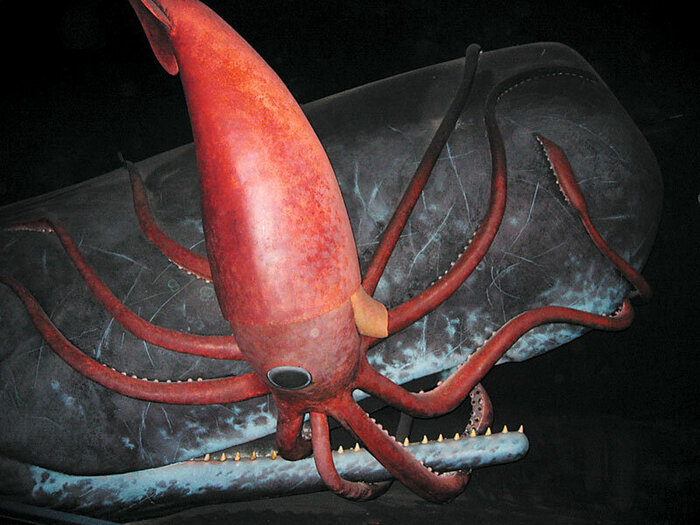 Сражение гигантского кальмара с кашалотом (реконструкция)