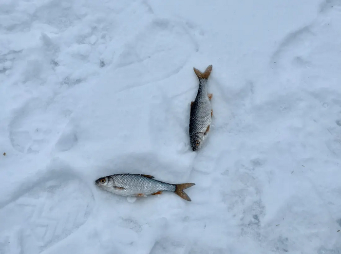 Улов digital-маркетолога :)