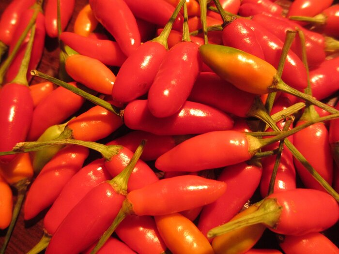 Capsicum frutescens tabasco pepper