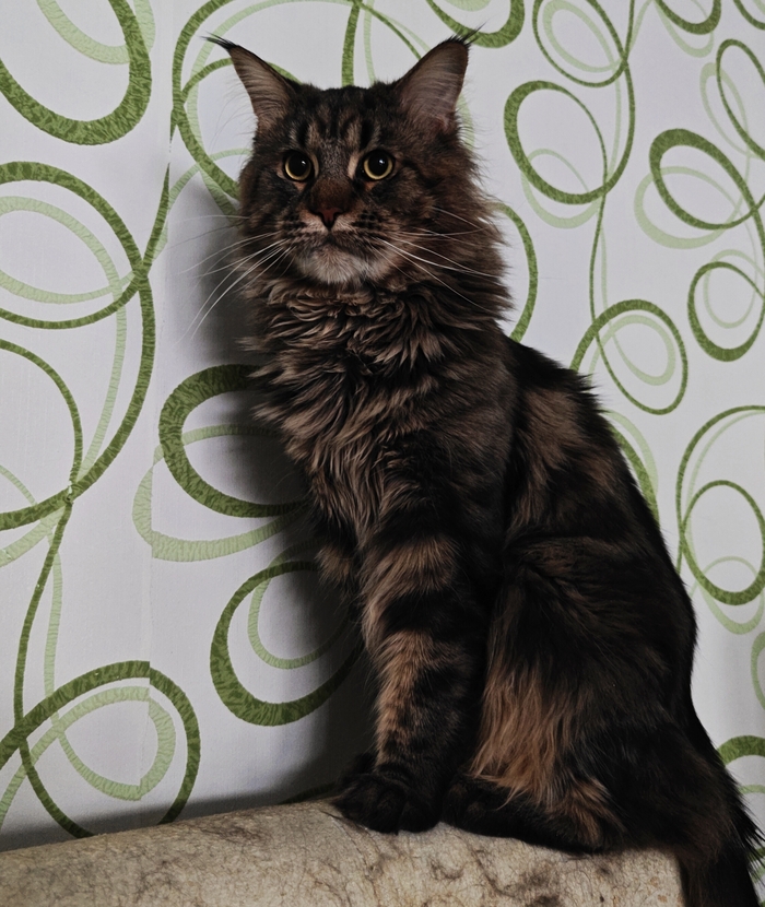 Эволюция в домовладельца