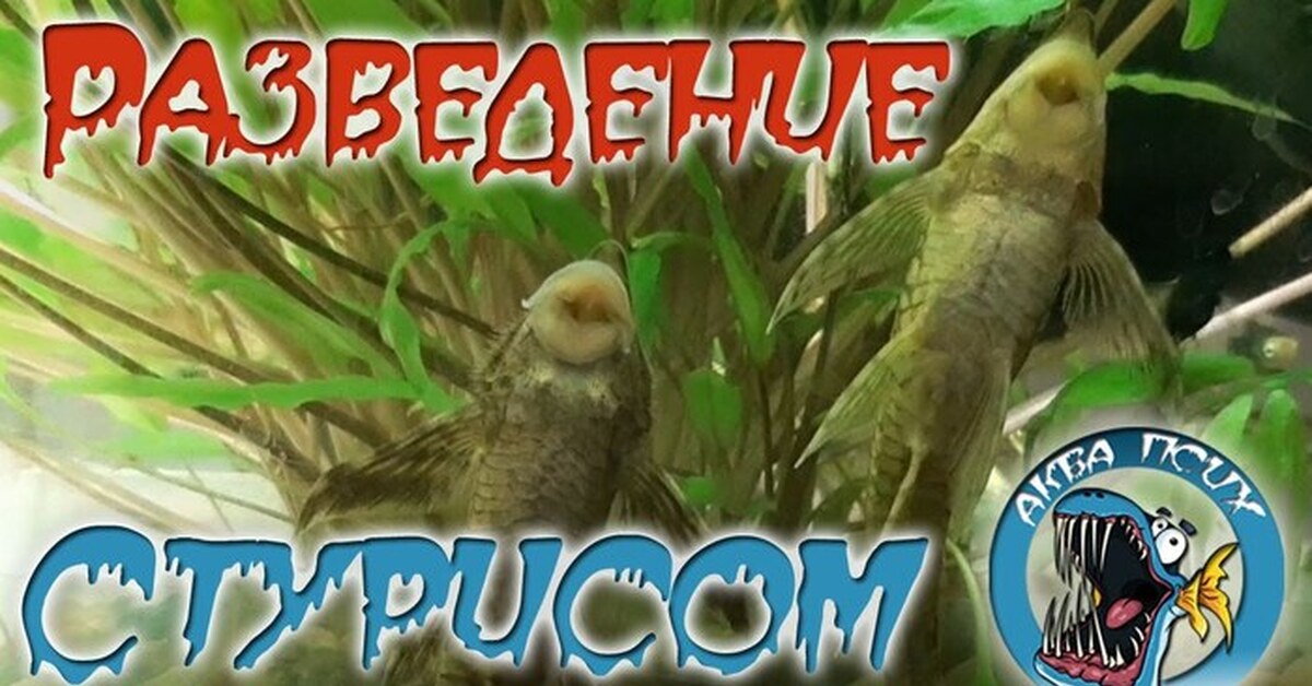 Стурисома панамская. Разведение | Пикабу