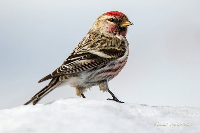 Самец. Фото: Леонид Федянцев <a href="https://pikabu.ru/story/chechyotka_na_snegu_11162494?u=https%3A%2F%2Frtraveler.ru%2Fphoto%2F1449175%2F%3Feditorial_photos%3D1&t=%D0%BE%D1%82%D1%81%D1%8E%D0%B4%D0%B0&h=84e00b27c842cdffa969fe5749d9c646f75824eb" title="https://rtraveler.ru/photo/1449175/?editorial_photos=1" target="_blank" rel="nofollow noopener">отсюда</a>