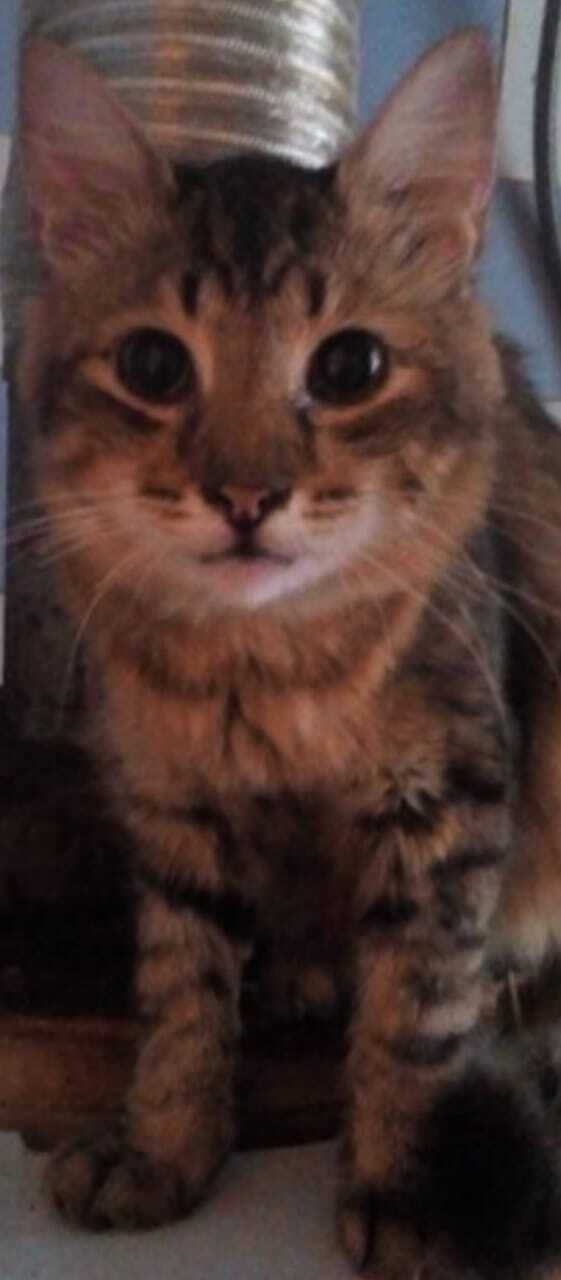 Кот Рик- отличный меховой мужик! С 23 Февраля!