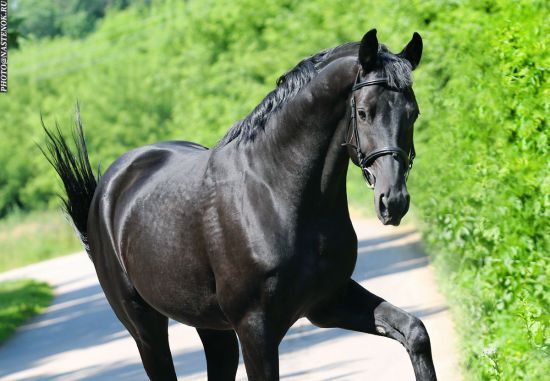 <!--noindex--><a href="https://pikabu.ru/story/vse_lyudi_vosprinimayut_loshadey_odinakovo_11163278?u=https%3A%2F%2Frw-base.ru%2Fhorse.php%3Fid%3D9283&t=https%3A%2F%2Frw-base.ru%2Fhorse.php%3Fid%3D9283&h=e3cac1c58f90fc4e0e0cd31e77fb9507de452693" title="https://rw-base.ru/horse.php?id=9283" target="_blank" rel="nofollow noopener">https://rw-base.ru/horse.php?id=9283</a><!--/noindex-->