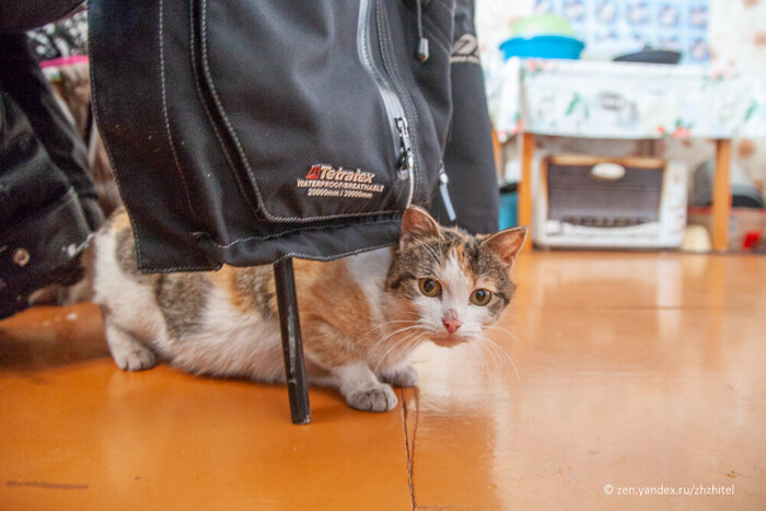 Еще одна «хозяйка»