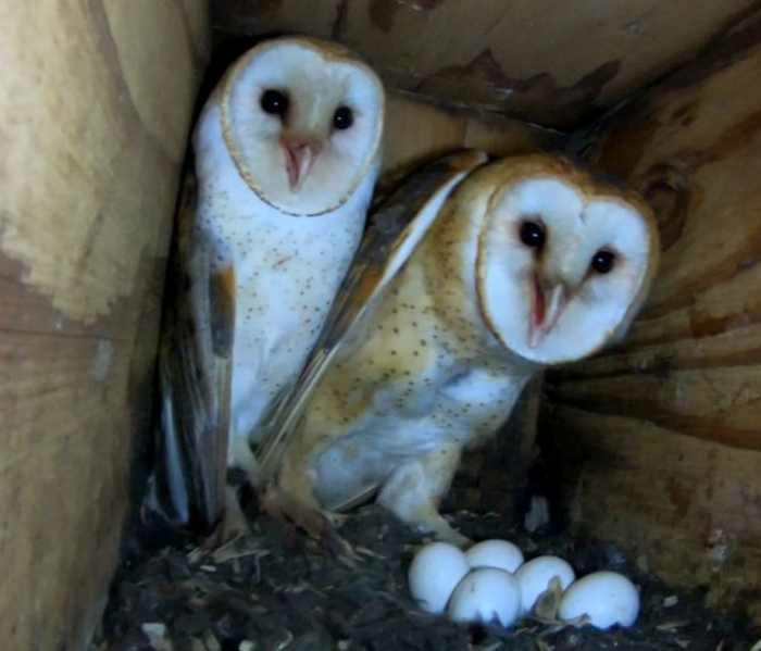 «Что тебе надо у меня дома?»: Бернардино де Саагун пишет, что одно из 15 ацтекских предзнаменований связано именно с совой. Если сова прилетает к человеку домой, то он скоро умрёт / ungerlord, CC BY-NC 4.0 DEED