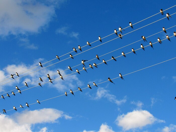 Партитура...