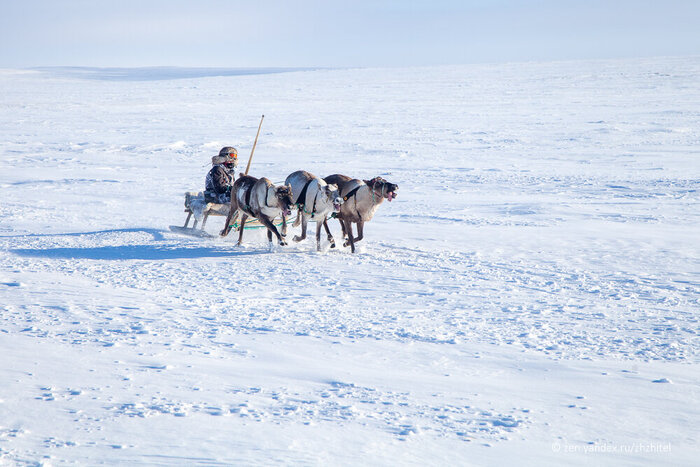 Оленья упряжка