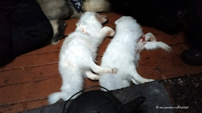 Вот и песцам пришел песец. В тундре нужно защищать оленей от хищников