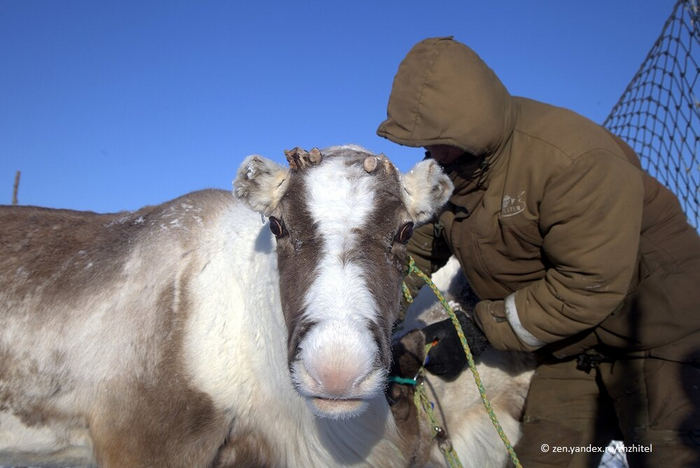 Самые ценные олени — транспортные