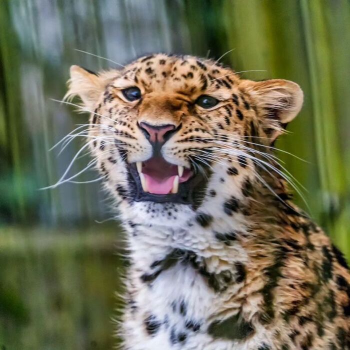 Милый ушастик