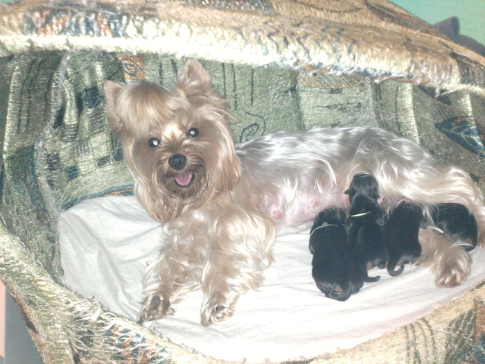 ���������� �������