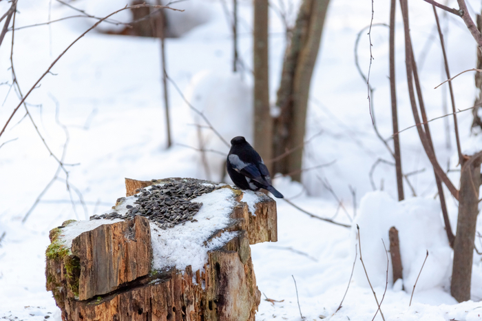 ������������ ������� (Pyrrhula pyrrhula) � ���������� / <a href="https://pikabu.ru/story/v_tomske_vstretili_chernogo_snegirya_11172233?u=https%3A%2F%2Fvk.com%2Fwall-214565129_364&t=%D0%A2%D0%B0%D0%BC%D0%B0%D1%80%D0%B0%20%D0%9F%D0%B0%D0%B2%D0%BB%D0%BE%D0%B2%D0%B0%20%2F%20%D0%9F%D1%82%D0%B8%D1%86%D1%8B%20%D0%A2%D0%BE%D0%BC%D1%81%D0%BA%D0%BE%D0%B9%20%D0%BE%D0%B1%D0%BB%D0%B0%D1%81%D1%82%D0%B8&h=bddb68212ada7861280b625069cd5a50690bceea" title="https://vk.com/wall-214565129_364" target="_blank" rel="nofollow noopener">������ ������� / ����� ������� �������</a>