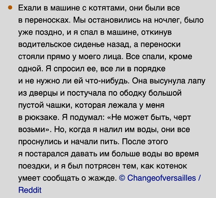 Умница-котенок