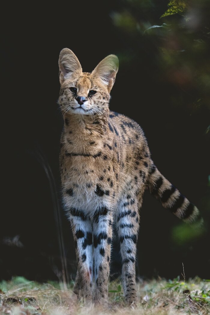 Стройняшка