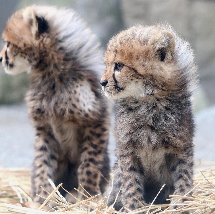 Расплетает ветер косы