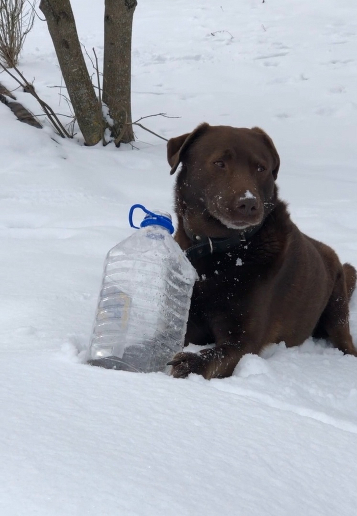 Хозяева ищут сбежавшего коричневого лабрадора Сила Пикабу, Собака, Пропала собака, Лабрадор, Калужская область, Московская область, Длиннопост, ВКонтакте (ссылка), Помогите найти, Потеряшка