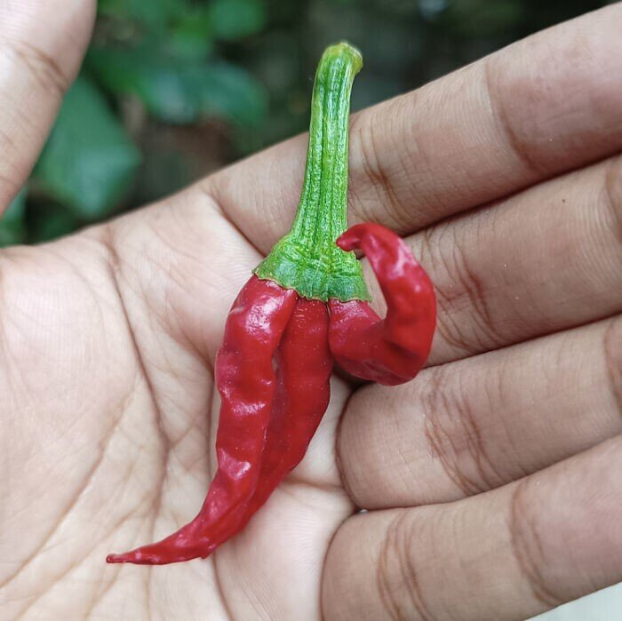 ���� �����