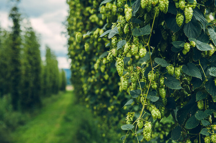 ����� ������������ - �������� �������������