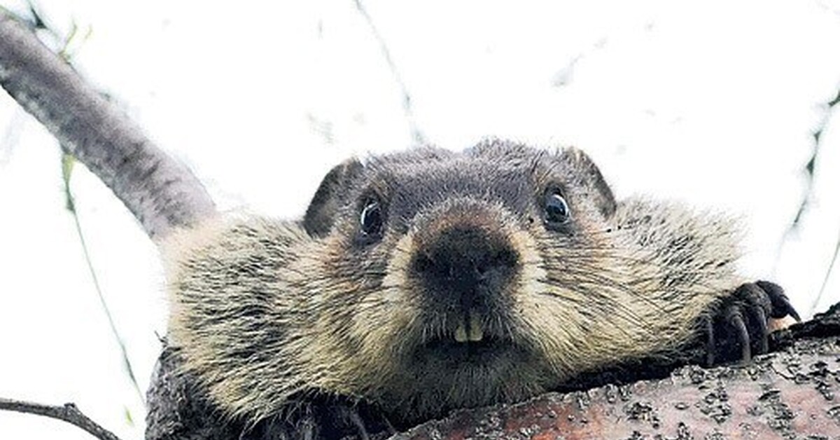 Hairy Beavers