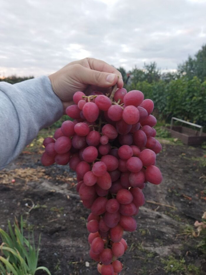 �������� ���� ����