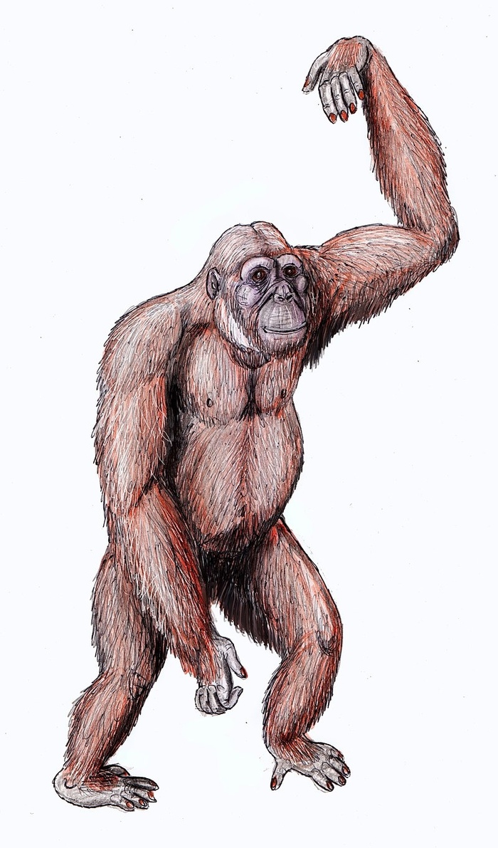 Реставрация Dryopithecus fontani с телосложением, похожим на орангутанга.