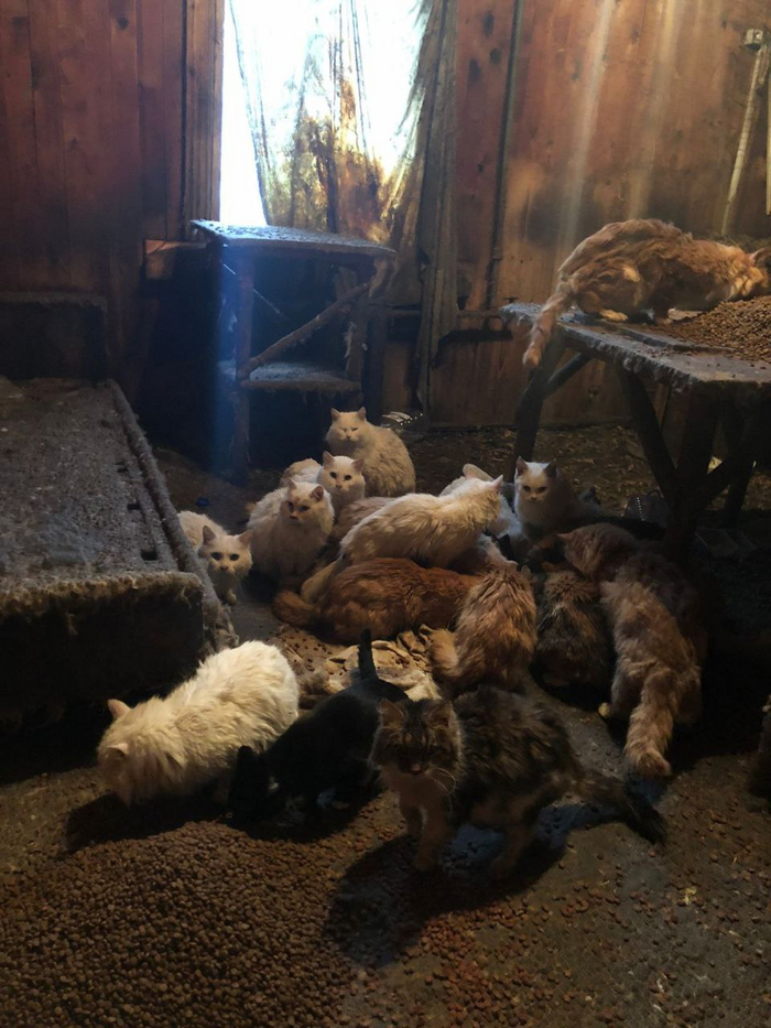 Ужасающее состояние животных к сожалению видно сразу