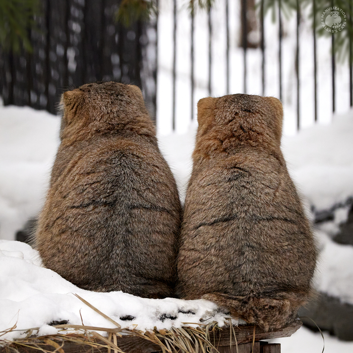 �������. ������