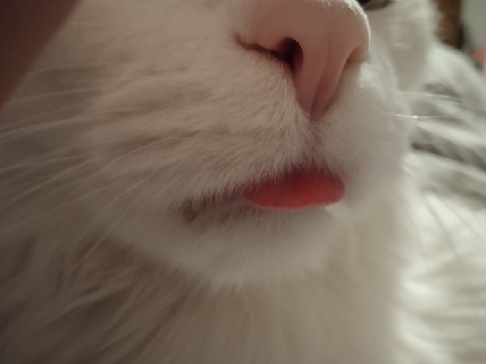 С днем милых, добрых, понимающих котиков, и вас кошатники тоже.. Вот и мой любимец, сынуля Шер Кот, Кошатники, Длиннопост, Домашние животные, Фотография