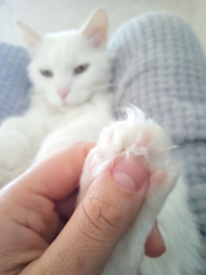 С днем милых, добрых, понимающих котиков, и вас кошатники тоже.. Вот и мой любимец, сынуля Шер Кот, Кошатники, Длиннопост, Домашние животные, Фотография