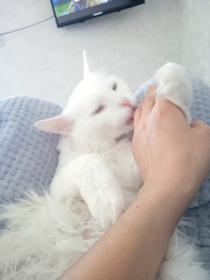 С днем милых, добрых, понимающих котиков, и вас кошатники тоже.. Вот и мой любимец, сынуля Шер Кот, Кошатники, Длиннопост, Домашние животные, Фотография