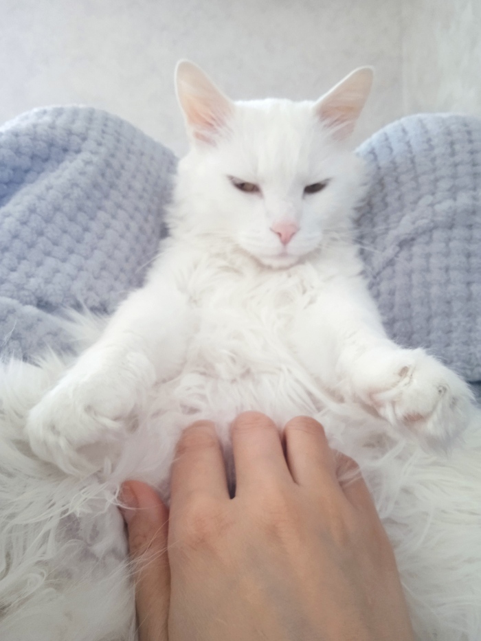 С днем милых, добрых, понимающих котиков, и вас кошатники тоже.. Вот и мой любимец, сынуля Шер Кот, Кошатники, Длиннопост, Домашние животные, Фотография