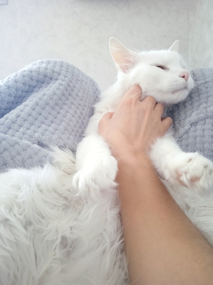 С днем милых, добрых, понимающих котиков, и вас кошатники тоже.. Вот и мой любимец, сынуля Шер Кот, Кошатники, Длиннопост, Домашние животные, Фотография