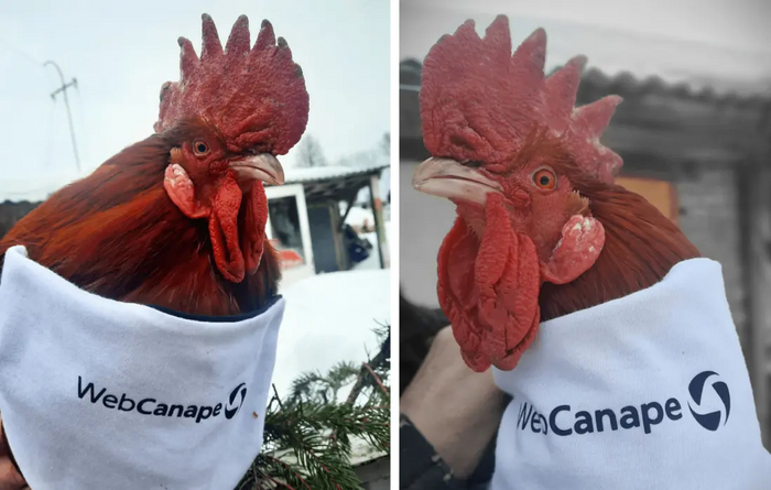 ��������, ������ ��������