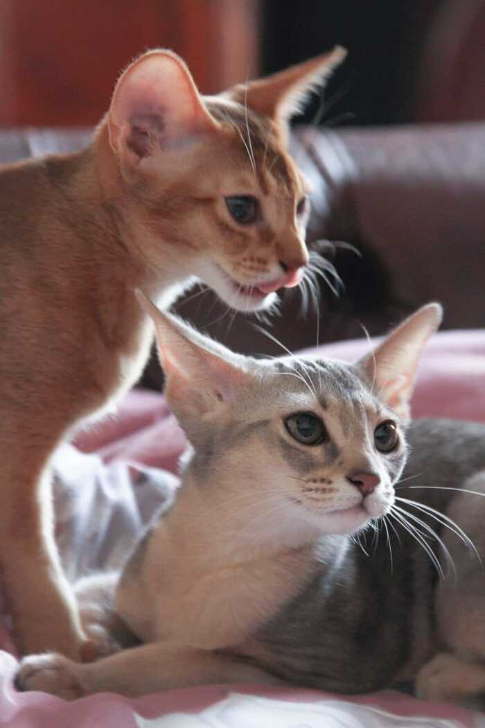 Кошандрики