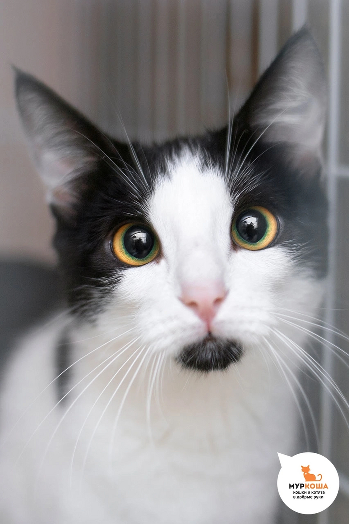 Кошечка ШИПОЧКА найдена на улице в кустах шиповника, немного робеет.