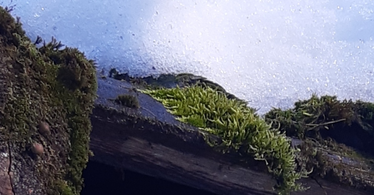 Весенний котяро | Пикабу