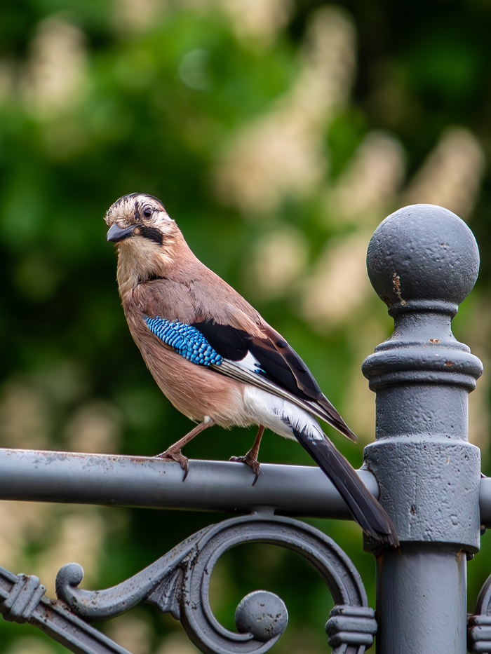 Снято на Canon EOS 650D, объектив Canon EF-S 55-250mm, f/5.6, 250 мм, 1/320с, ISO 1000. Дата съёмки: май 2023 г.
