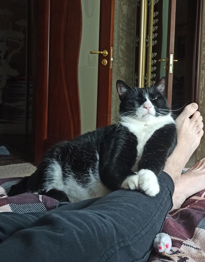 Котафоты из выка кружка по жирной котиной красоте от Nata Pr: