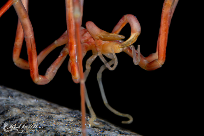Перевернутые клешни...надеюсь, ему удобно.