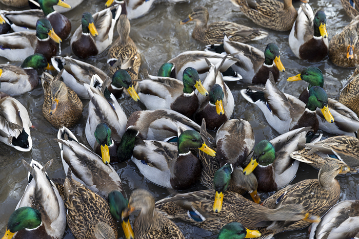 Утки зимой