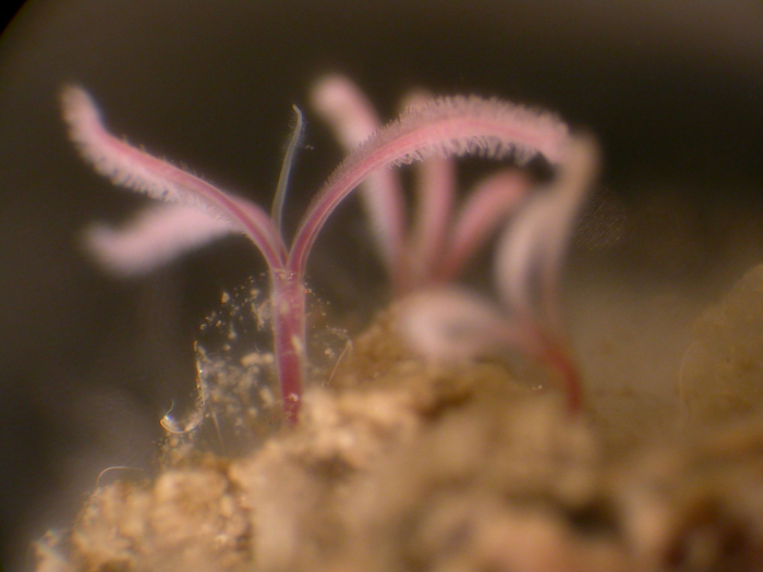 Если дети — это цветы жизни, то оседаксы — это цветы смерти.