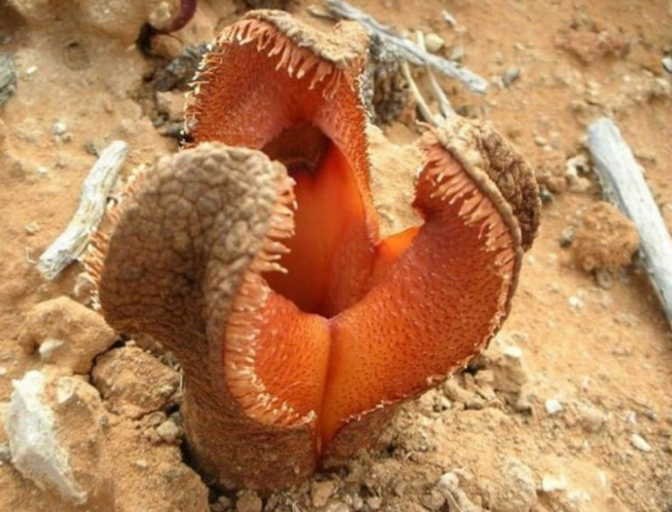 ������� �����������