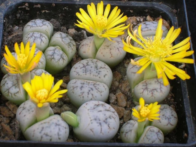 �������� �����