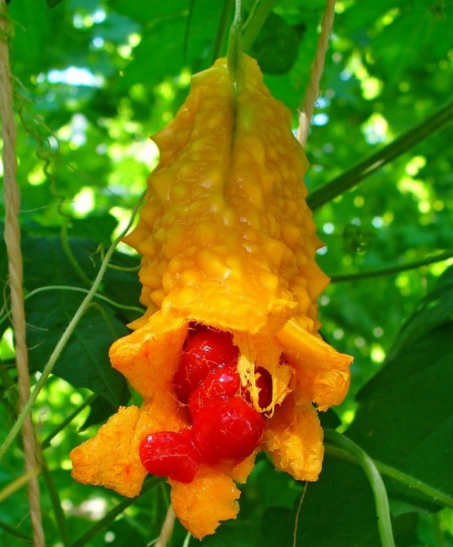 ������� ������