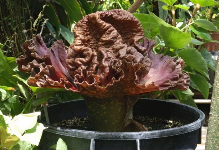 �������� ���